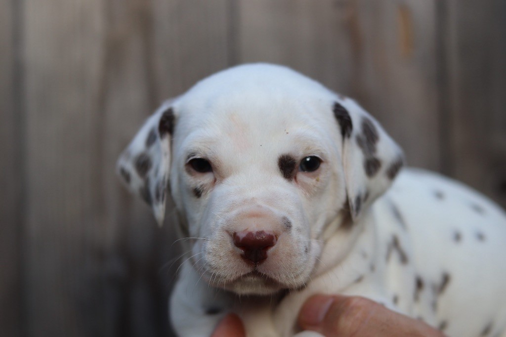 Du Verger Des Beaurepaires - Chiots disponibles - Dalmatien