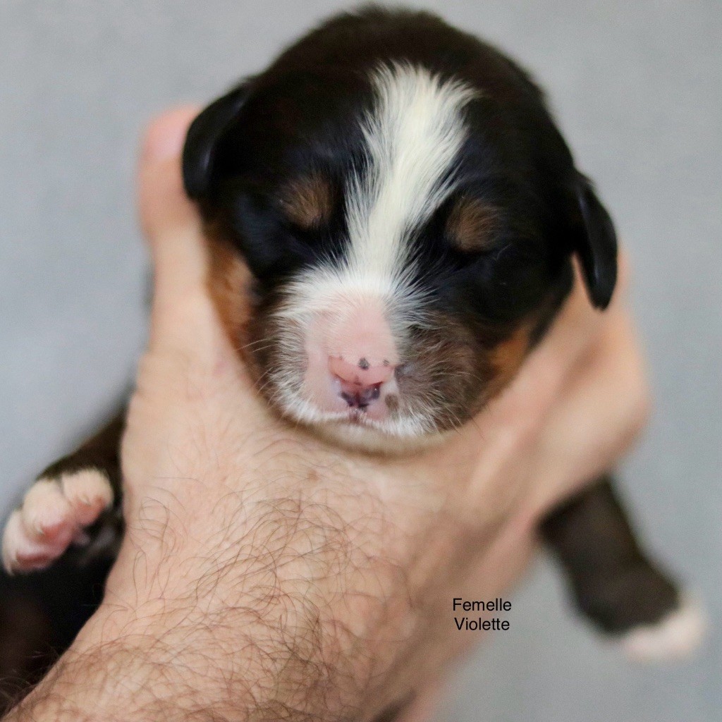 Du Verger Des Beaurepaires - Chiots disponibles - Bouvier Bernois