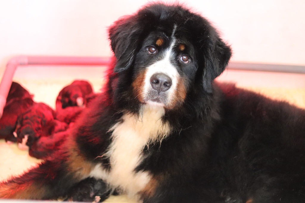 Chiot Bouvier Bernois Du Verger Des Beaurepaires