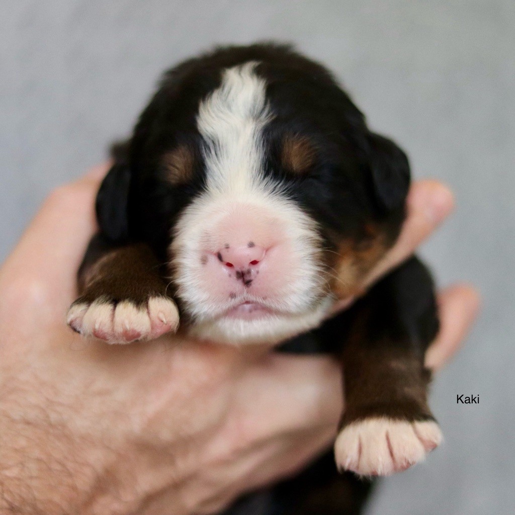 Du Verger Des Beaurepaires - Chiots disponibles - Bouvier Bernois