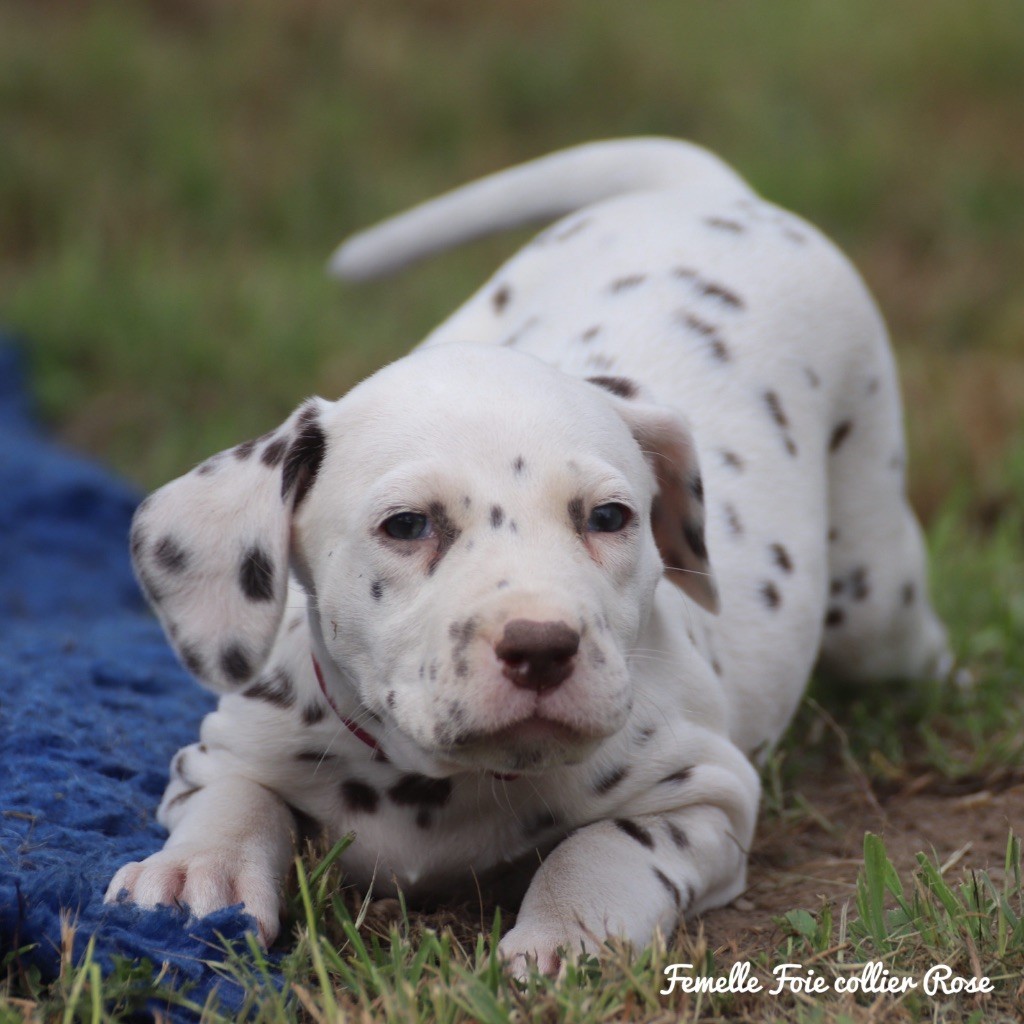 Du Verger Des Beaurepaires - Chiots disponibles - Dalmatien