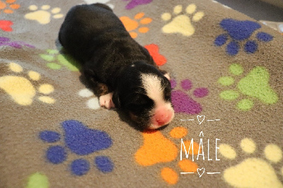 CHIOT