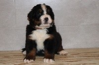 CHIOT