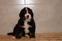 CHIOT