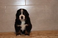 CHIOT
