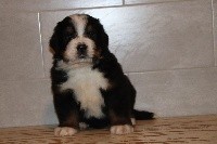 CHIOT