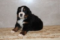 CHIOT