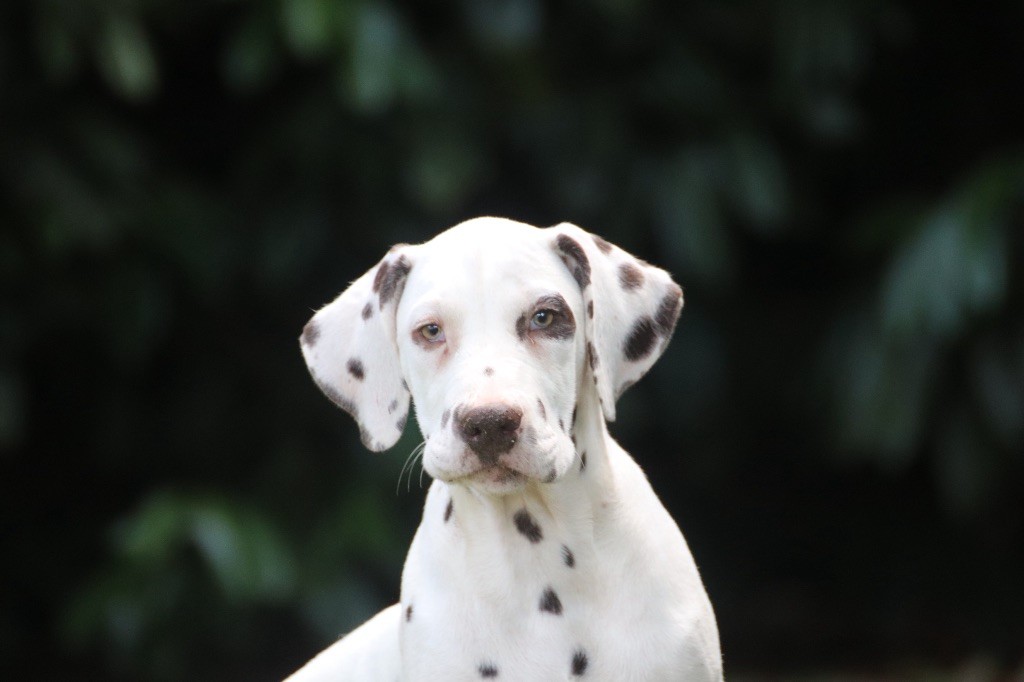 Du Verger Des Beaurepaires - Chiots disponibles - Dalmatien