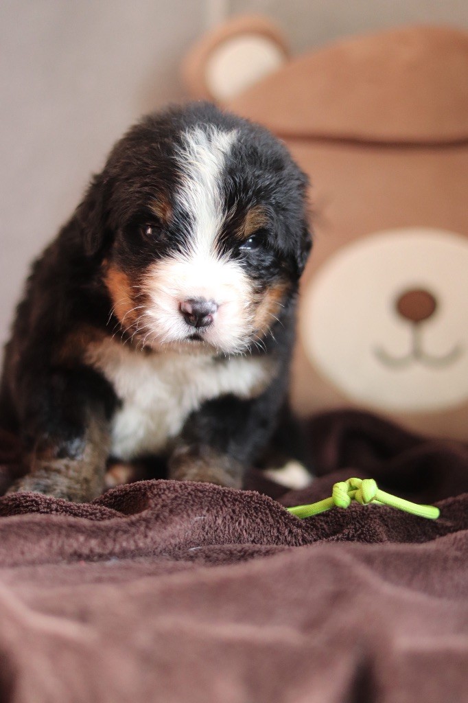 Du Verger Des Beaurepaires - Chiots disponibles - Bouvier Bernois