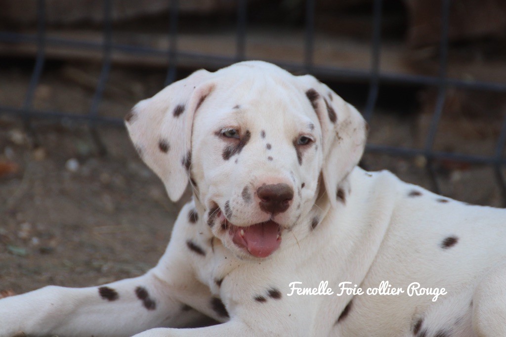 Du Verger Des Beaurepaires - Chiots disponibles - Dalmatien