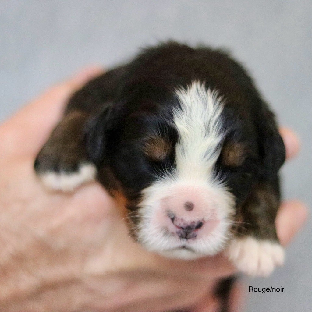 Du Verger Des Beaurepaires - Chiots disponibles - Bouvier Bernois