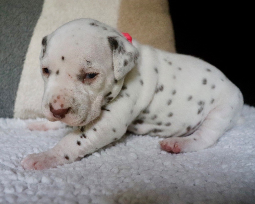 Du Verger Des Beaurepaires - Chiots disponibles - Dalmatien