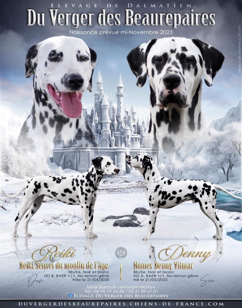 Chiot Dalmatien Du Verger Des Beaurepaires