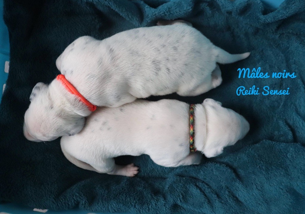 Du Verger Des Beaurepaires - Chiots disponibles - Dalmatien