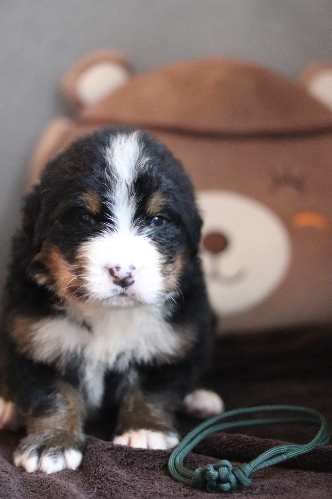 Du Verger Des Beaurepaires - Chiots disponibles - Bouvier Bernois