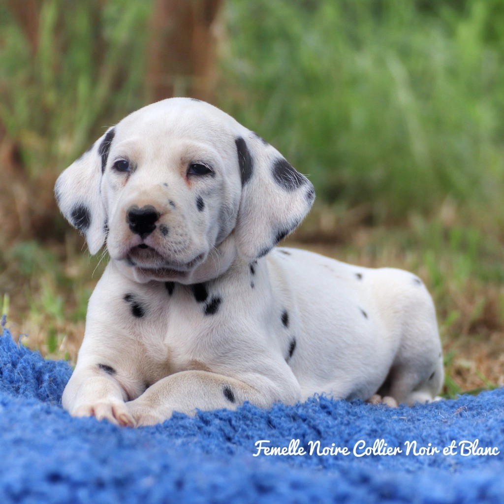Du Verger Des Beaurepaires - Chiots disponibles - Dalmatien