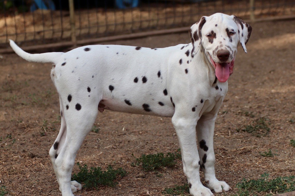Du Verger Des Beaurepaires - Chiots disponibles - Dalmatien