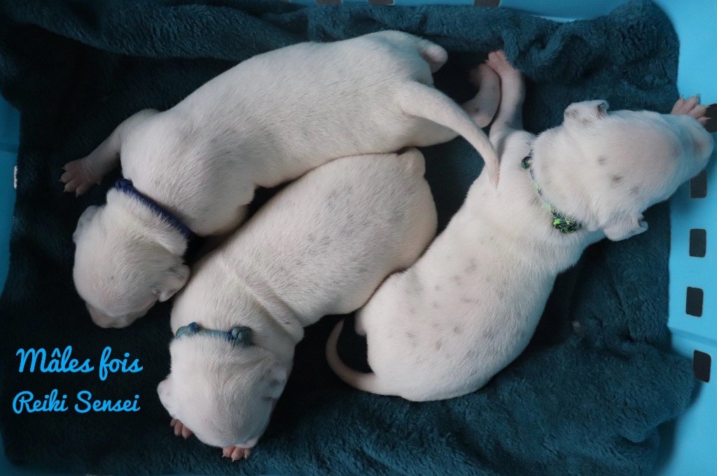 Du Verger Des Beaurepaires - Chiots disponibles - Dalmatien