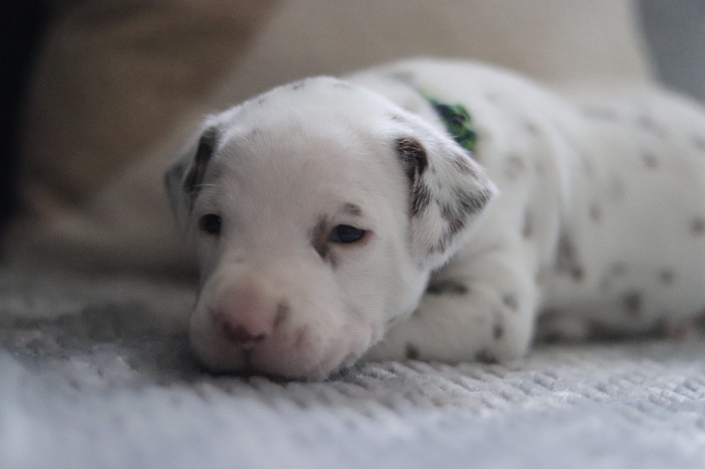 Du Verger Des Beaurepaires - Chiots disponibles - Dalmatien