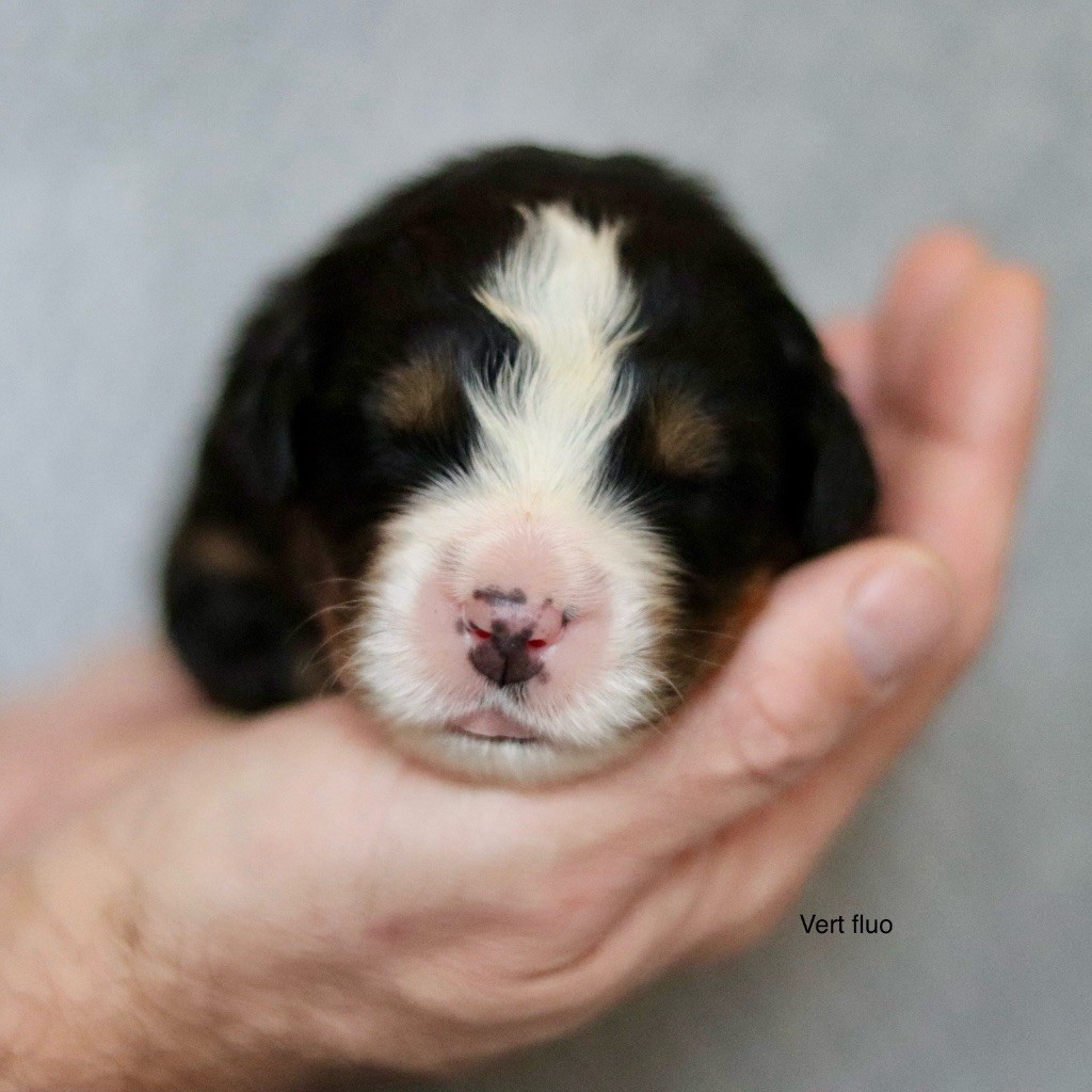 Du Verger Des Beaurepaires - Chiots disponibles - Bouvier Bernois