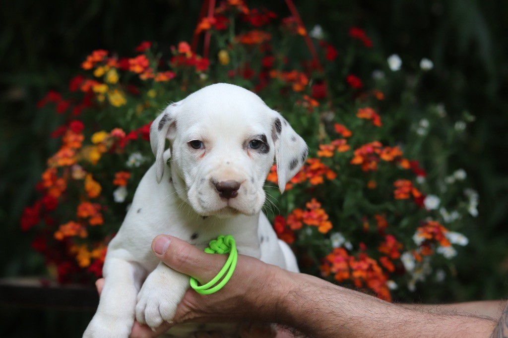 Du Verger Des Beaurepaires - Chiots disponibles - Dalmatien