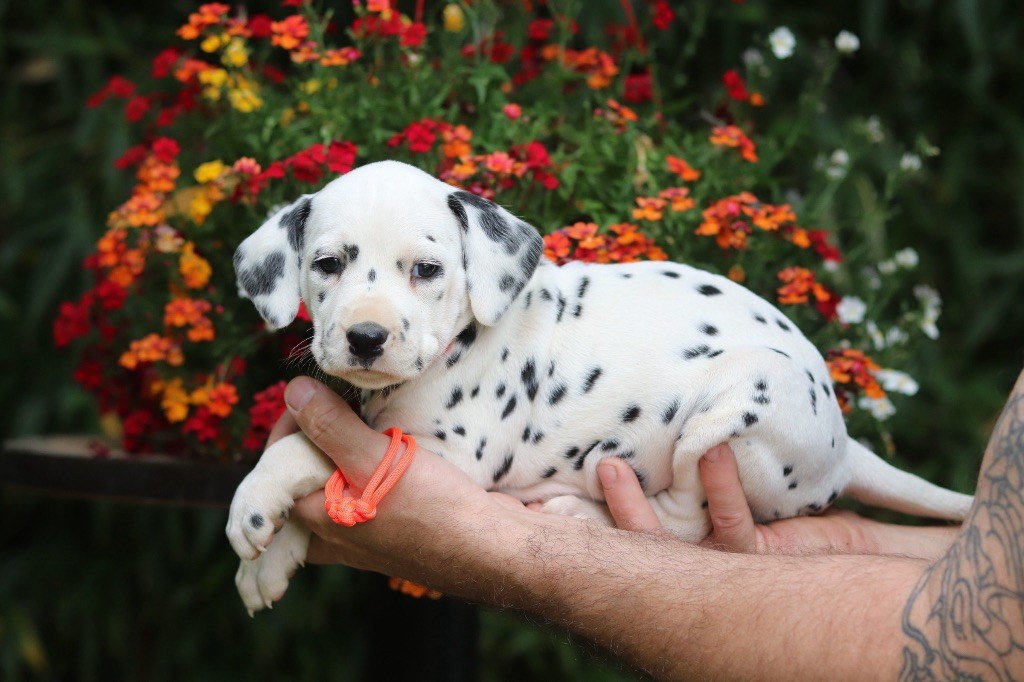 Chiot Dalmatien Du Verger Des Beaurepaires