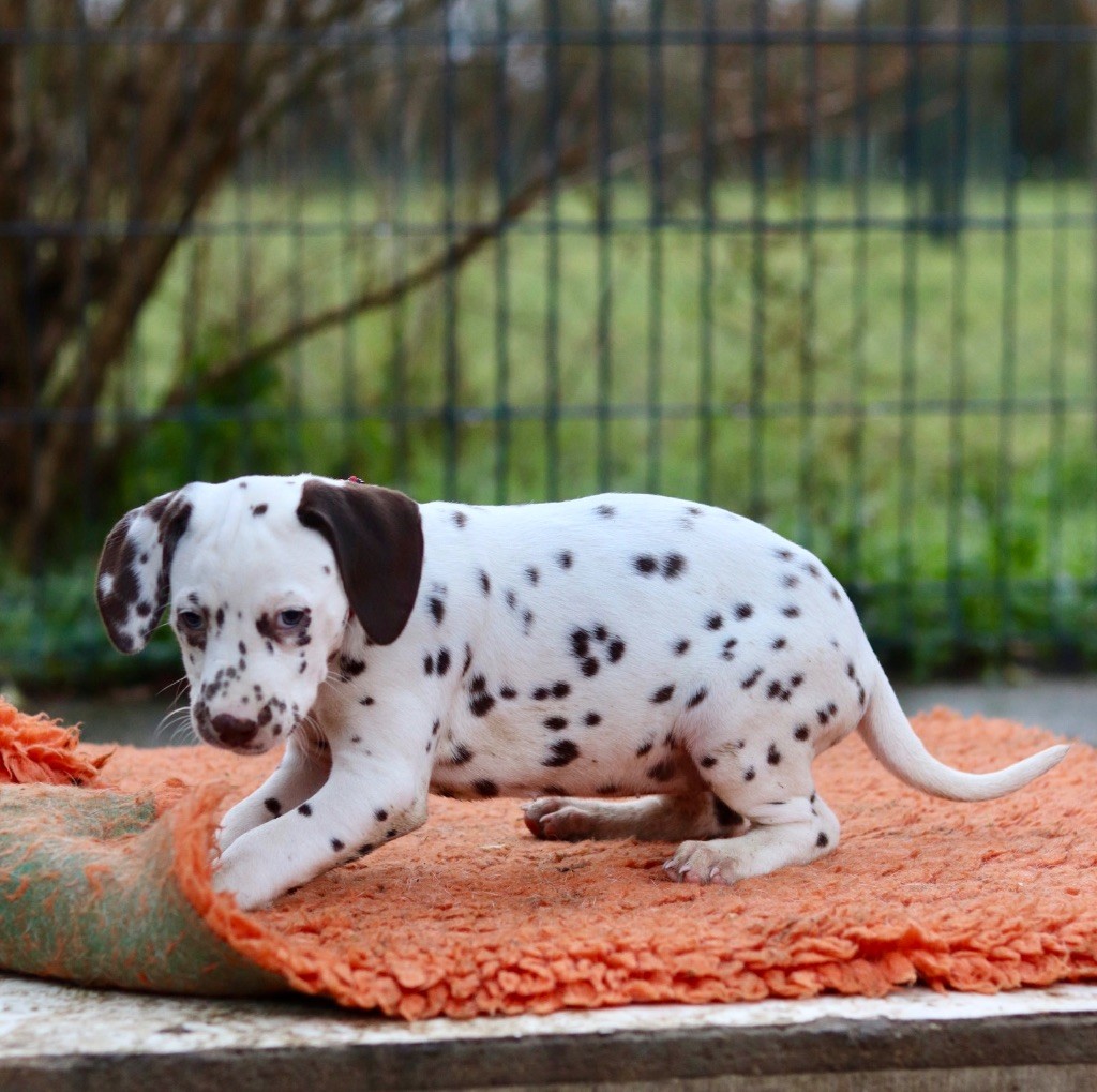 Du Verger Des Beaurepaires - Chiots disponibles - Dalmatien
