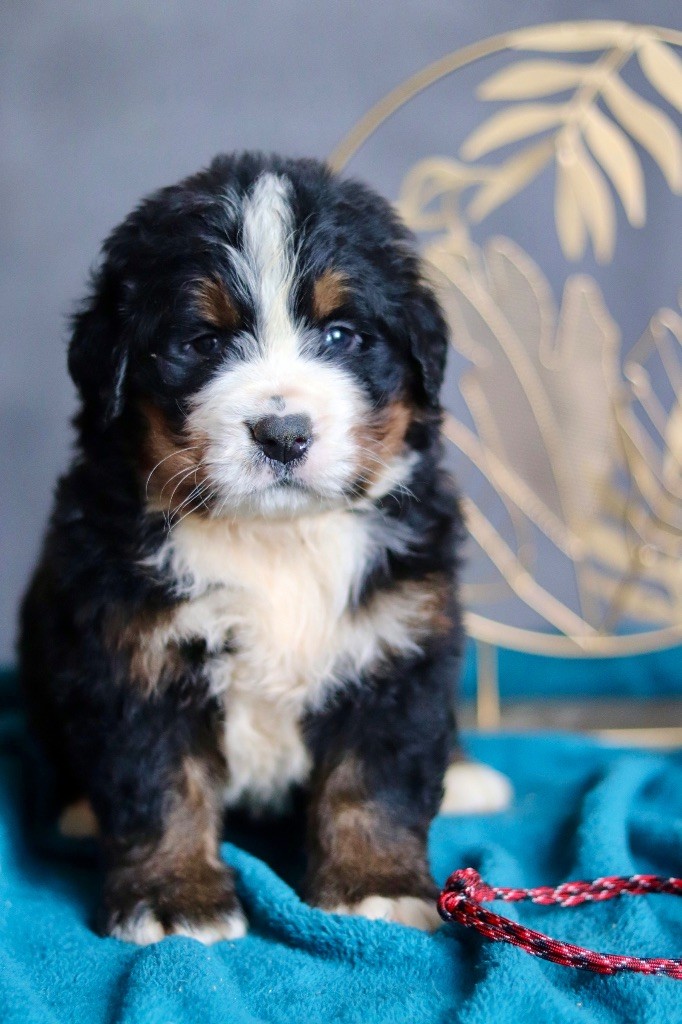 Du Verger Des Beaurepaires - Chiots disponibles - Bouvier Bernois