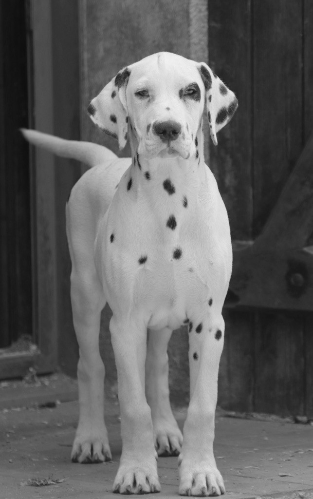 Du Verger Des Beaurepaires - Chiots disponibles - Dalmatien