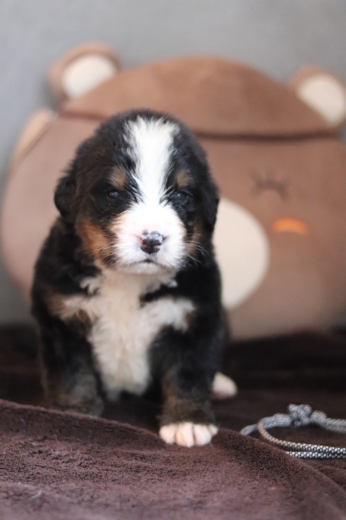 Du Verger Des Beaurepaires - Chiots disponibles - Bouvier Bernois