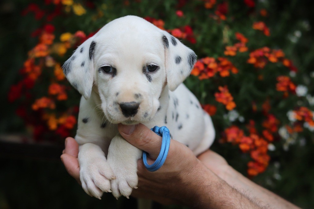 Du Verger Des Beaurepaires - Chiots disponibles - Dalmatien
