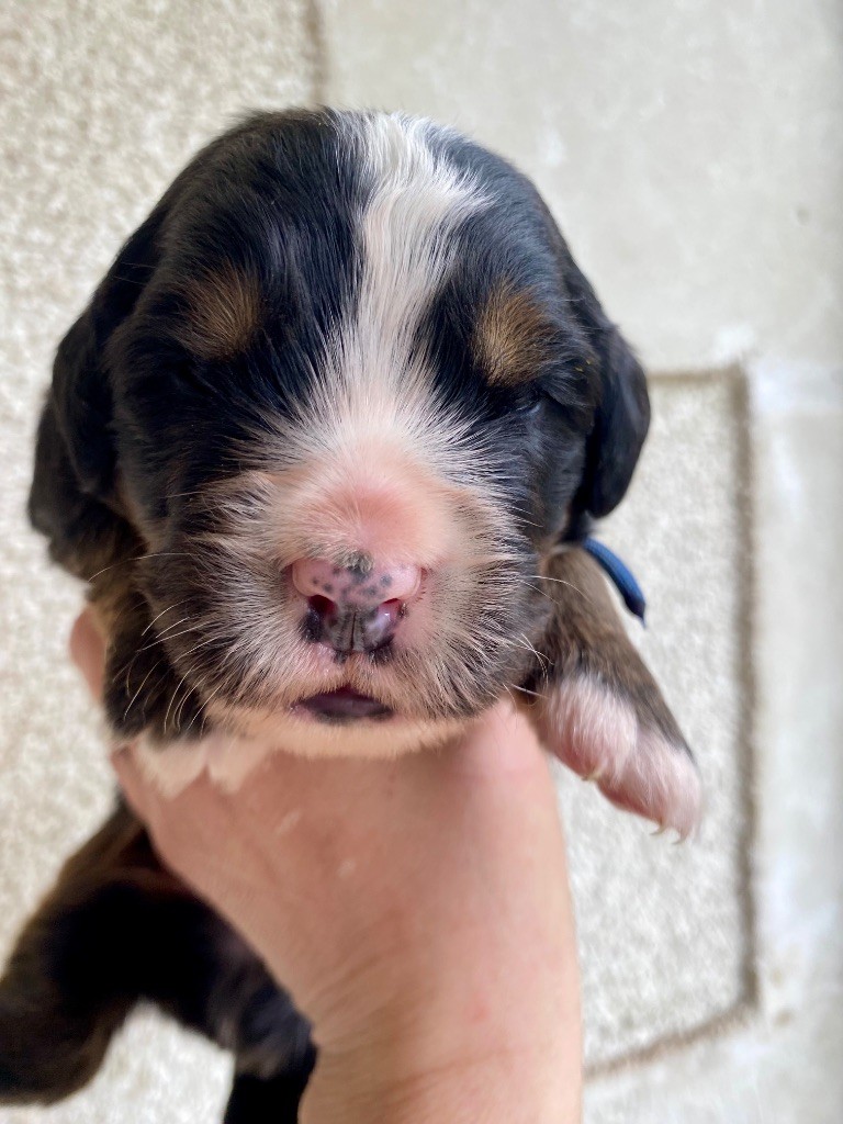 Du Verger Des Beaurepaires - Chiots disponibles - Bouvier Bernois