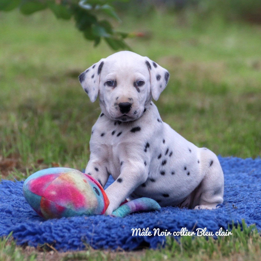 Du Verger Des Beaurepaires - Chiots disponibles - Dalmatien