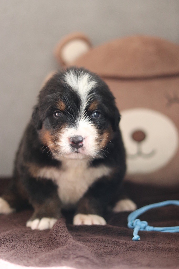 Du Verger Des Beaurepaires - Chiots disponibles - Bouvier Bernois
