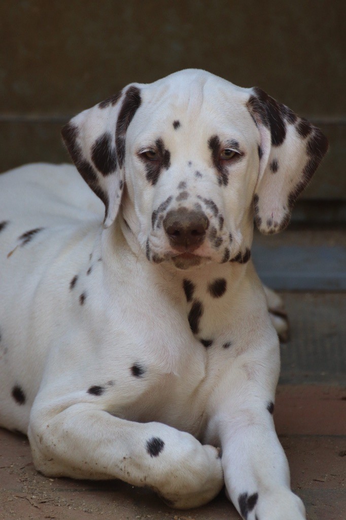Du Verger Des Beaurepaires - Chiots disponibles - Dalmatien