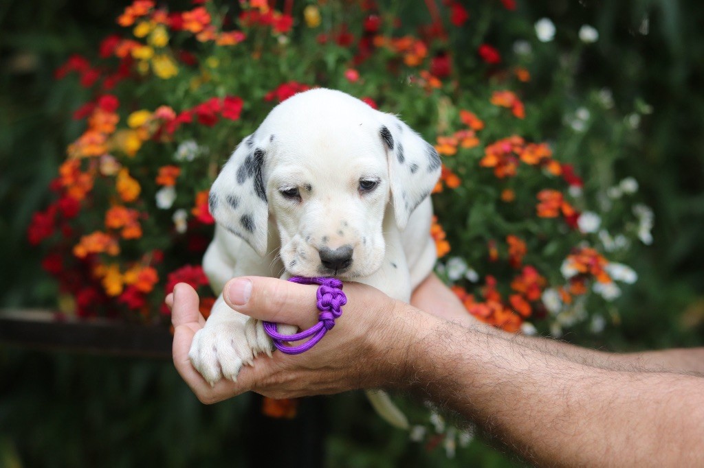Du Verger Des Beaurepaires - Chiots disponibles - Dalmatien