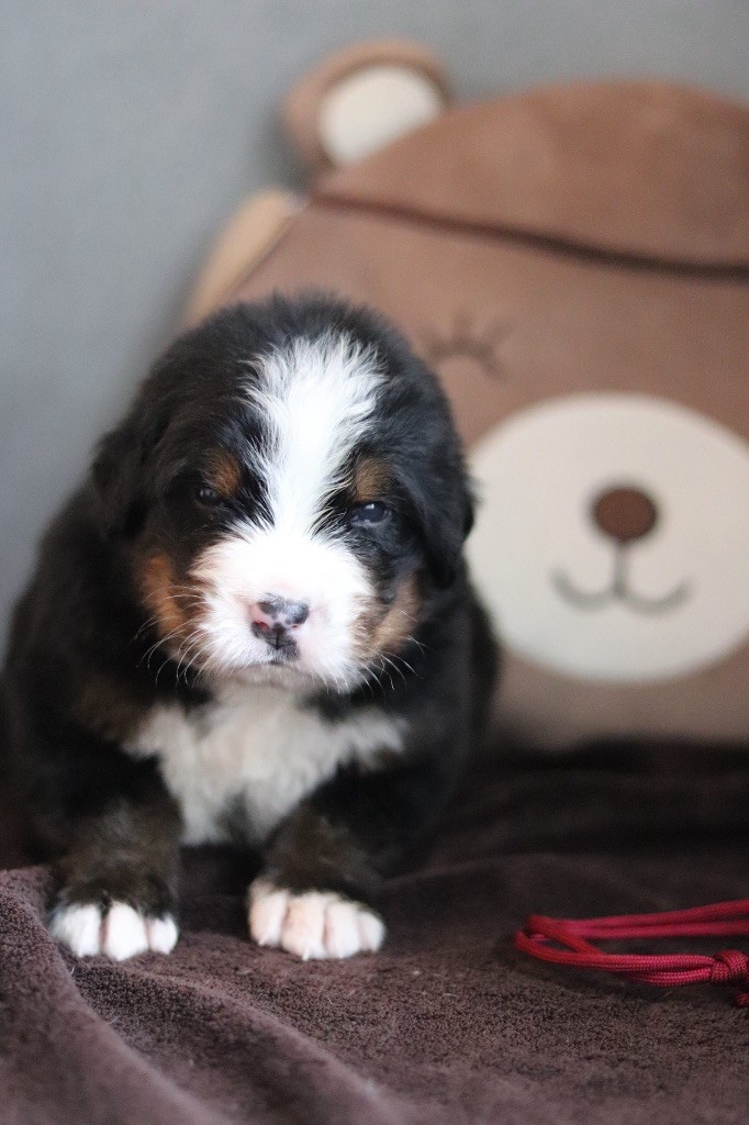 Du Verger Des Beaurepaires - Chiots disponibles - Bouvier Bernois