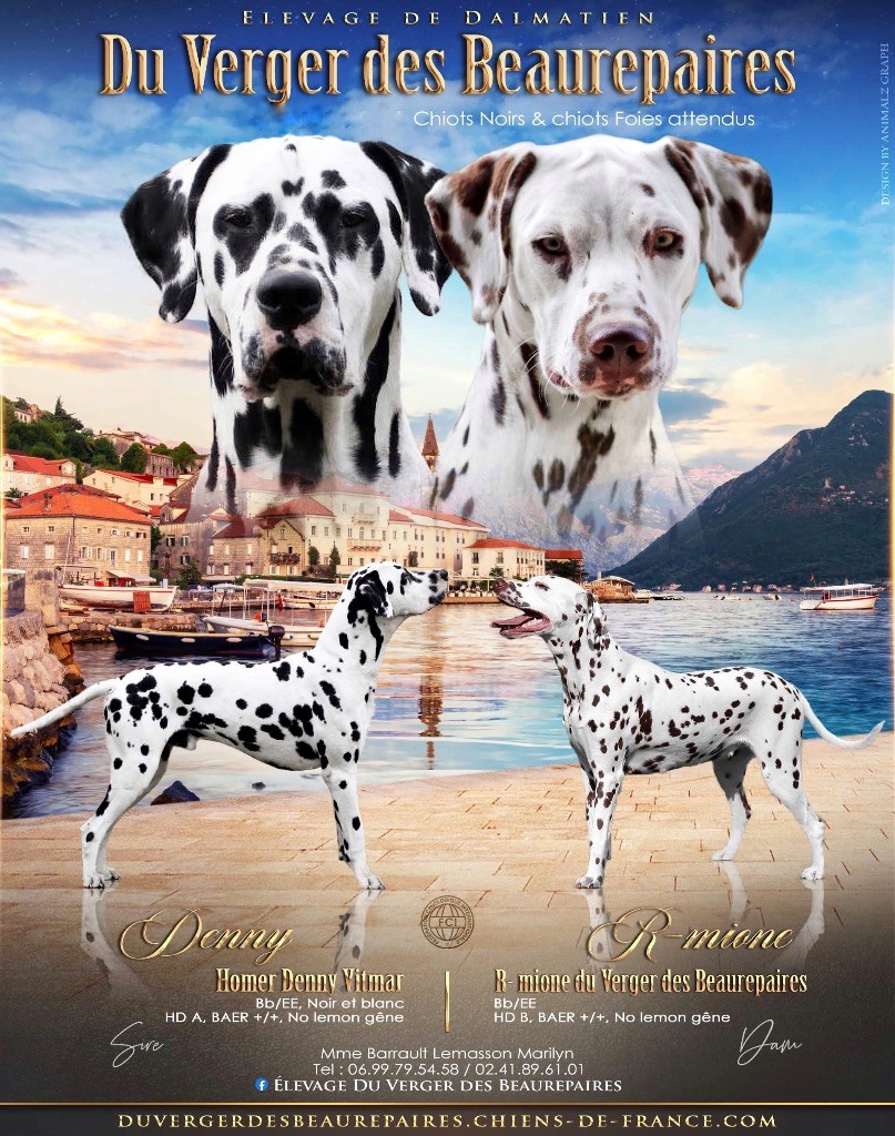 Du Verger Des Beaurepaires - Dalmatien - Portée née le 10/10/2025