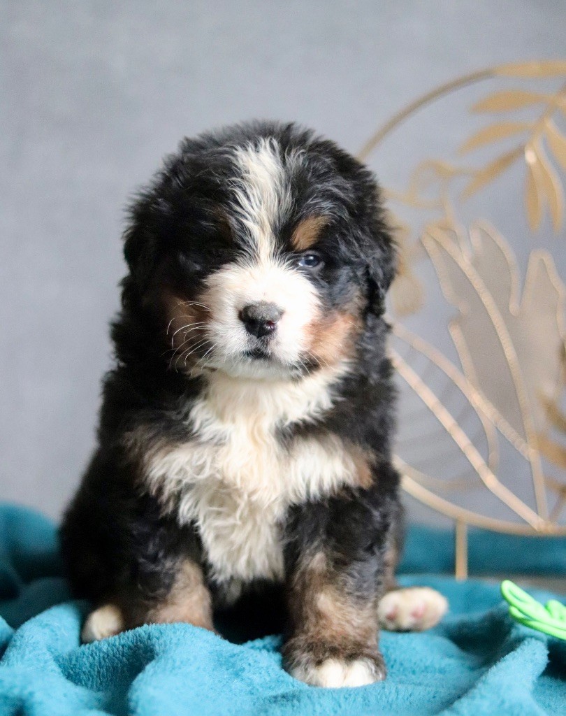 Du Verger Des Beaurepaires - Chiots disponibles - Bouvier Bernois