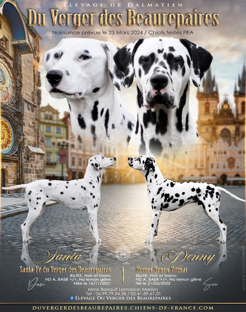 Du Verger Des Beaurepaires - Dalmatien - Portée née le 21/03/2024