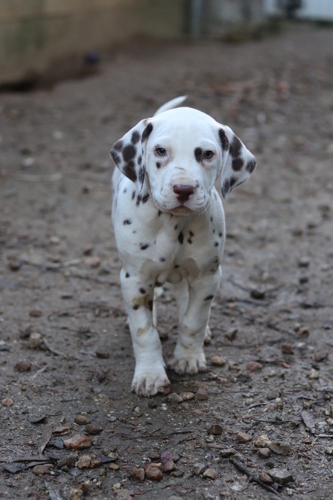 Du Verger Des Beaurepaires - Chiots disponibles - Dalmatien