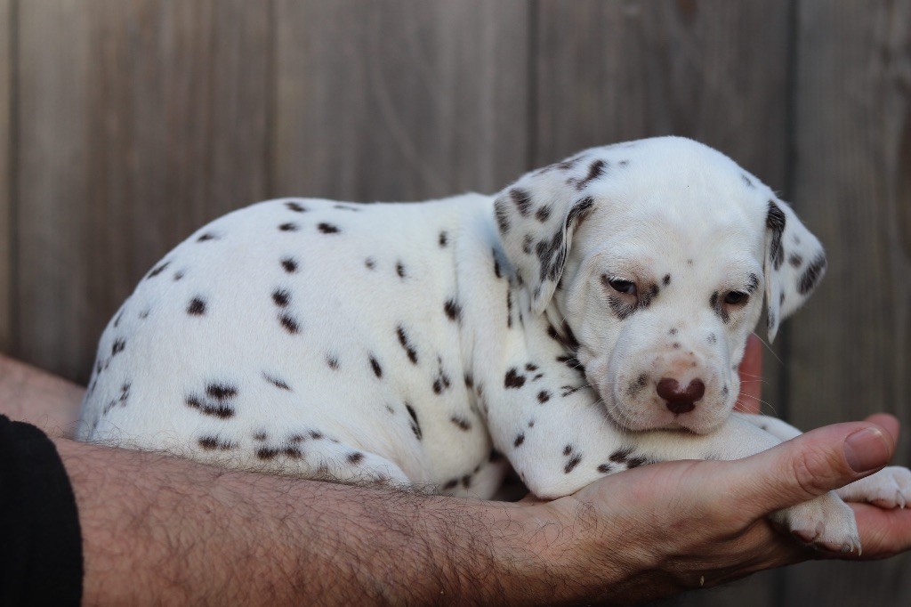 Du Verger Des Beaurepaires - Chiots disponibles - Dalmatien