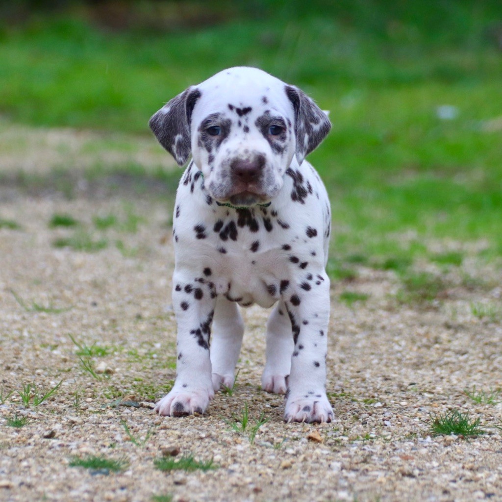 Du Verger Des Beaurepaires - Chiots disponibles - Dalmatien