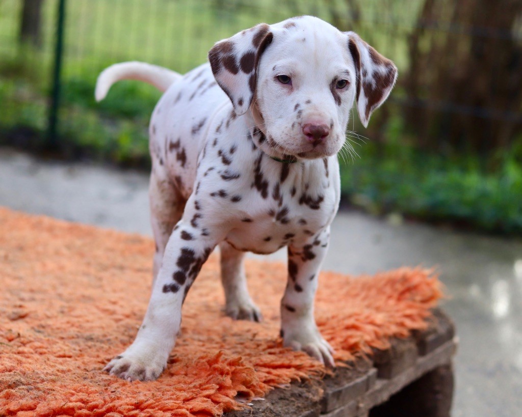 Du Verger Des Beaurepaires - Chiots disponibles - Dalmatien